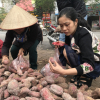 Người Hà Nội tiêu thụ hàng trăm tấn khoai lang Nhật chỉ trong vài ngày