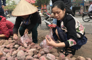 Người Hà Nội tiêu thụ hàng trăm tấn khoai lang Nhật chỉ trong vài ngày
