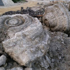 Phát hiện nghĩa địa hóa thạch 5.000 năm ở Lý Sơn