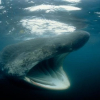 Đàn cá mập phơi 1.400 con khiến chuyên gia bối rối
