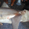 Cá mập vắng bóng hơn một thập kỷ xuất hiện ở chợ Ấn Độ
