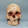 Tìm thấy sọ người 16.000 tuổi gần nguyên vẹn