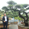 Ra tay giải cứu hàng chục cụ cây, người đàn ông có ngay vườn bonsai triệu đô
