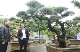Ra tay giải cứu hàng chục cụ cây, người đàn ông có ngay vườn bonsai triệu đô