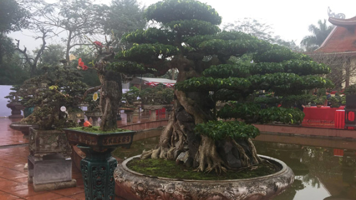 Dành hơn 20 năm uốn nắn thành siêu cây, khách trả gần 10 tỷ không bán