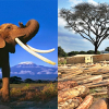 Săn trộm - mối đe dọa lớn nhất với quần thể voi châu Phi