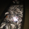 Khu vực cá bè chết hàng loạt trên sông La Ngà có khí độc vượt chuẩn