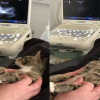 Mèo mướp sửng sốt khi phát hiện mang thai