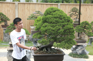 Choáng ngợp vườn bonsai Nhật tiền tỷ giữa đất Bắc Giang