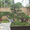 Doanh nhân Việt chi tiền tỷ mua vua bonsai từ Nhật về ngắm