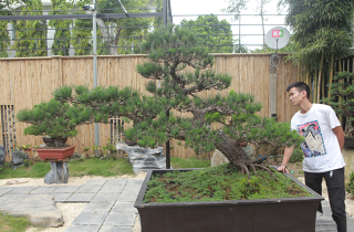 Doanh nhân Việt chi tiền tỷ mua vua bonsai từ Nhật về ngắm