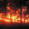 Gần 300 người dập tắt đám cháy rừng lúc nửa đêm