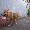 Chó cưng khiến cả xóm ở Sài Gòn \'hoa mắt\' vì biết xách đồ giúp chủ