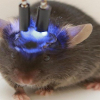 Cấy não người mini vào chuột gây lo ngại về loài lai thông minh