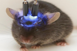 Cấy não người mini vào chuột gây lo ngại về loài lai thông minh