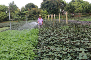 Trồng cây ăn lá, bán loài có hương, nông dân phất lên trông thấy