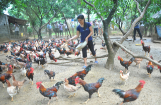 Nuôi gà an toàn sinh học - nhẹ công, lãi cao