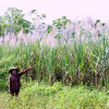 Mía ra hoa trắng xoá như bông lau, nhà nông ngao ngán chờ nhà máy