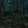 Khu rừng tự sát ở Nhật
