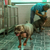 Người đàn ông nuôi chó giá chục nghìn đô ở Sài Gòn