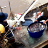 Ngư dân Cà Mau trúng 100 kg cá khoai mỗi ngày đầu năm