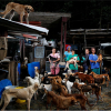 Dân Venezuela thả chó đi hoang vì không còn tiền nuôi