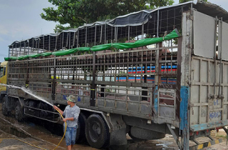 Xe tải chở lợn mắc dịch tả châu Phi bán dạo 2 ngày ở Quảng Nam
