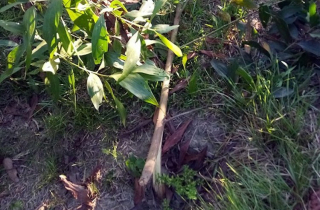 4.000 cây tràm của hộ dân ở Nghệ An bị chặt gốc