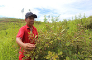 Nông dân đầu tư trăm triệu trồng sim ở Quảng Nam