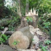 Thừa Thiên Huế đình chỉ công tác hai trạm trưởng bảo vệ rừng