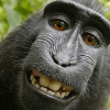 Con khỉ Indonesia được PETA bầu là \'Nhân vật của năm\'