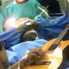 Nghệ sĩ Nam Phi chơi đàn trong lúc được mổ não