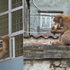 Nguồn gốc hai con khỉ hoang đang đại náo tổ dân phố ở Hà Nội