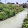 Hàng ngàn m3 nước vàng đục, bốc mùi thuốc sâu đổ ra sông ở Đà Nẵng
