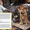Hà Nội muốn dân từ bỏ thói quen ăn thịt chó, mèo: Nên ban hành luật cấm giết mổ, ăn thịt chó, mèo