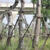 Ảnh: Những cây xà cừ cổ thụ ở Hà Nội chết khô sau khi đánh chuyển
