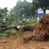Chặt mỗi cây ở đường Láng, Hà Nội chi hơn 7 triệu đồng