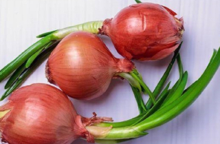 Gừng, tỏi, khoai mọc mầm có nên ăn không?