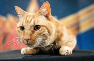 Chú mèo gây sốt trong 