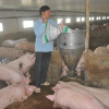 Giá thịt lợn bất ngờ tăng mạnh, trên đà chiếm đỉnh kỷ lục