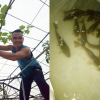 Ông bố đảm ở Hà Nội biến sân thượng 20m2 thành nơi trồng rau, nuôi cá cho vợ