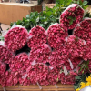 Hoa tươi tăng giá gấp 4 lần, buổi sáng bán gần 2.000 bông