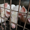 Dịch tả châu Phi tái định hình ngành nuôi lợn Trung Quốc