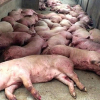 Việt Nam dịch bệnh thảm khốc chưa từng có, đông đá thịt lợn để dân ăn dần