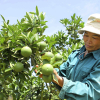Thái Lan mượn Việt Nam xuất khẩu trái cây sang Trung Quốc
