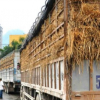 Phí logistics trên trời, đẩy giá nông sản Việt