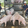 Thái Lan sẽ hạn chế xuất khẩu lợn?