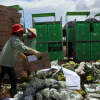 Lâm Đồng: Hàng triệu cành hoa xuất khẩu sang Australia nguy cơ thành phân bón