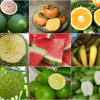 9 loại trái cây không hạt từng 