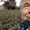 Bị ảnh hưởng nặng nề vì thương chiến với Trung Quốc, nông dân Mỹ dọa không bỏ phiếu cho Tổng thống Trump